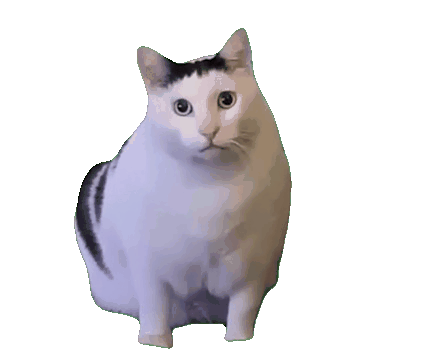 cat 1